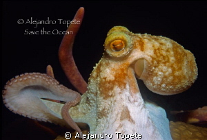 Octopus in the dark,Cozumel Mexico by Alejandro Topete 